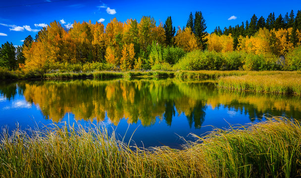 Reflective Lake Aspens