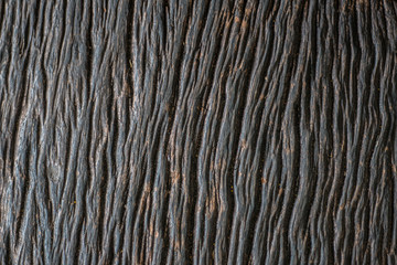 Natural dried wood texture dark  background.