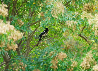 住宅の庭に植えられたシマトネリコの木を止まり木にしているカササギ