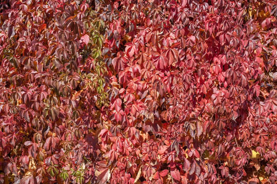 wild grape leaves isolated