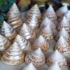 seashells for sale on a beach in Bali to attract tourists looking for a souvenir of their tropical summer vacation