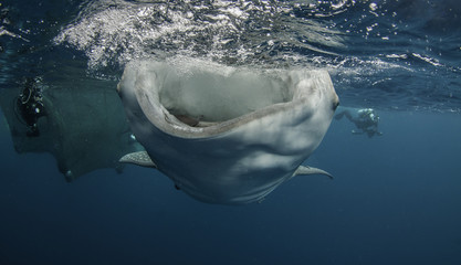 Whale sharks feeding below a floating fishing platform, Cenderawasih Bay, West Papua, Indonesia. © wildestanimal