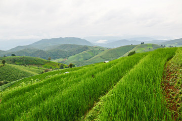 Green terraced rice fields  in the morning at PA BONGPIENG ,mae JAM CHIANGMAI,THAILAND.