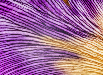 Fototapeta premium iris petals closeup