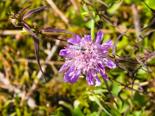Flower of Field Scabious, Knautia Arvensis, with dark bokeh background macro, selective focus