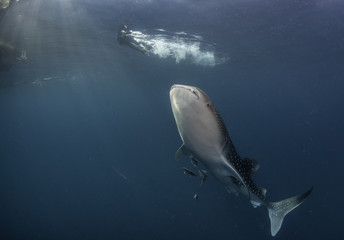 Whale shark and diver, Cenderawasih bay, west Papua, Indonesia.