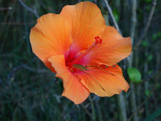 Fototapeta premium Hibiscus flower with insect in the garden.