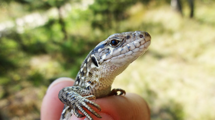 Obraz premium lizard