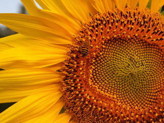 Close up  of sunflower with honey bee.