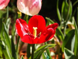 close up of red  tulip flower  in Thailand.Spring concept.