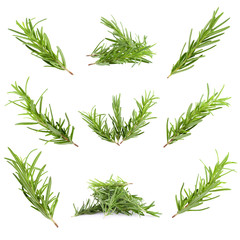 rosemary herb isolated on a white background