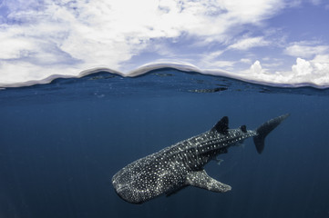 Above and below shot of a whale shark, Cenderawasih Bay, West Papua, Indonesia.