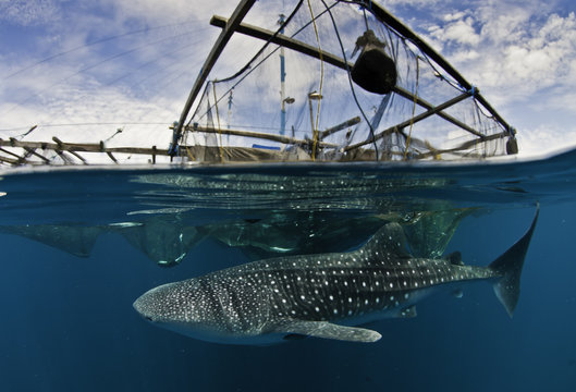 Above and below shot showing a whale shark feeding below a floating fishing platform, Cenderawasih Bay, West Papua, Indonesia.