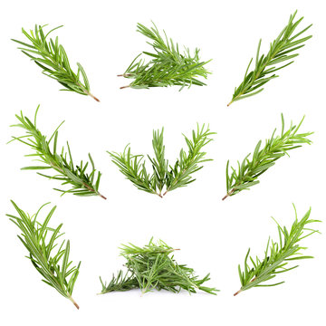 Rosemary Herb Isolated On A White Background