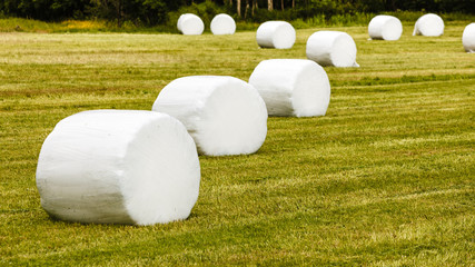 Bale of hay wrapped in plastic foil © anetlanda