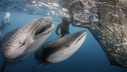 Two whale sharks and a local fisherman below a floating fishing platform, Cenderawasih Bay, West...