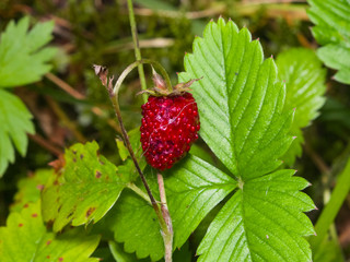 Red Fragaria Or Wild Strawberry on branch with leaf macro, selective focus, shallow DOF