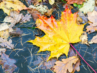 A maple leaf lies among the fallen leaves