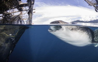 Above and below shot showing a whale shark feeding below a floating fishing platform in Cenderawasih Bay, West Papua, Indonesia. © wildestanimal
