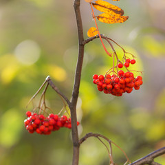 rowan branch in autumn