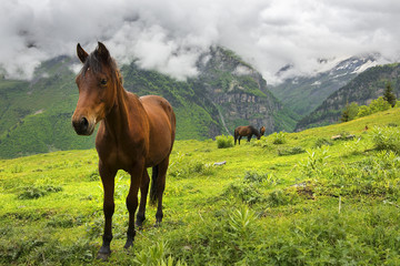 Fototapeta na wymiar landscape with beautiful horses in the Caucasus Mountains, Upper Svaneti, Georgia