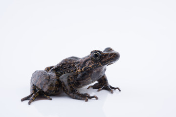 Odorrana andersonii : frog on white background.