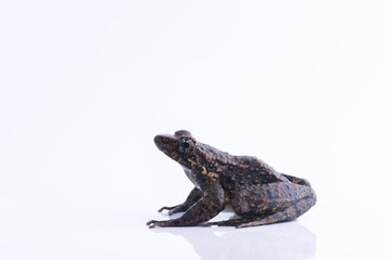 Odorrana andersonii : frog on white background.