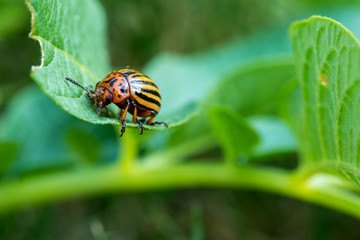 Colorado beetle on potato leaves - selective focus