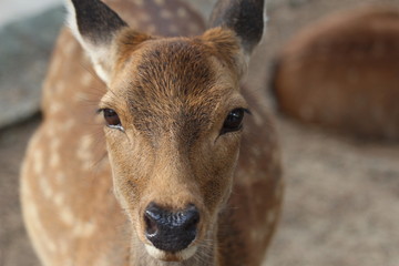Nara deer