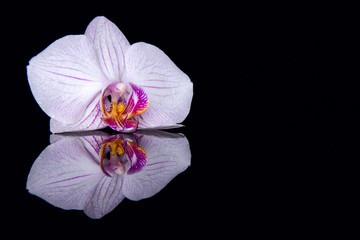 Fototapeta premium One orchid flower with water drops and reflection on a black background.