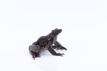 Odorrana andersonii : frog on white background.
