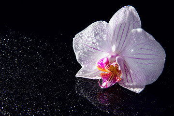 Fototapeta na wymiar One orchid flower with water drops and reflection on a black background.