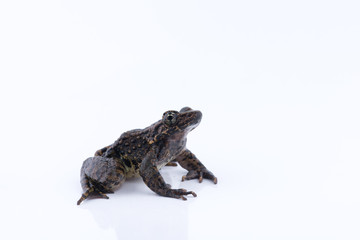 Odorrana andersonii : frog on white background.