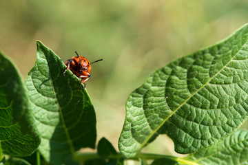 Colorado beetle on potato leaves - selective focus