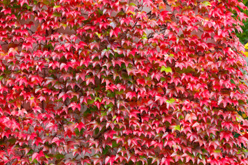 fall autumn background with red leaves for backdrop