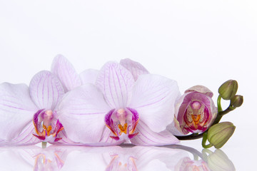 Naklejka na ściany i meble Orchid flowers with reflection on a white background.