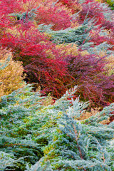 autumn colors composition in garden