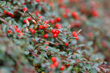 autumn berries red gaultheria