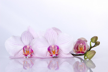 Orchid flowers with reflection on a white background.