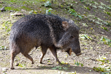 nise pig Chacoan peccary, Catagonus wagneri