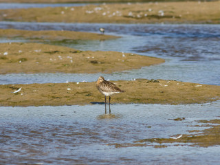 Female Bar-tailed Godwits or Limosa lapponica walks at seashore, portrait, selective focus, shallow DOF