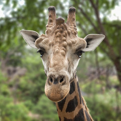 Close portrait of giraffe male.