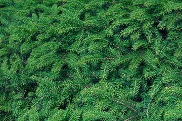 Poster de jardin Arbres evergreen fir trees