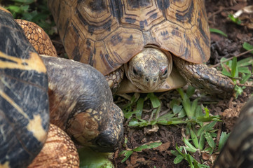 Turtles in the grass.