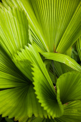 Close-up of palm leaf texture.