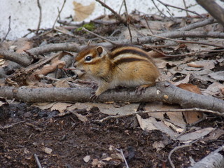 spring chipmunk