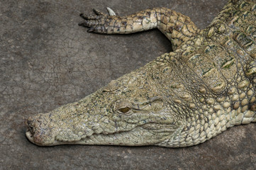 Crocodile laying on the ground.