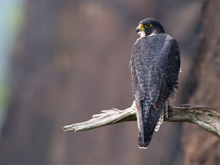Peregrine Falcon Sitting on Branch