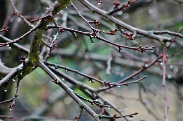 Rain Drops on Tree