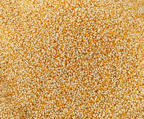 The corn grain